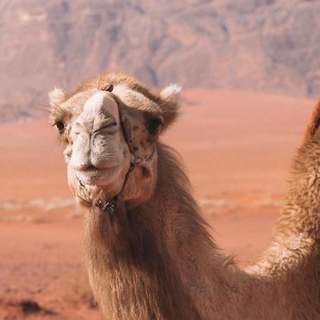Hidden Wadi Rum Camp Екстер'єр фото
