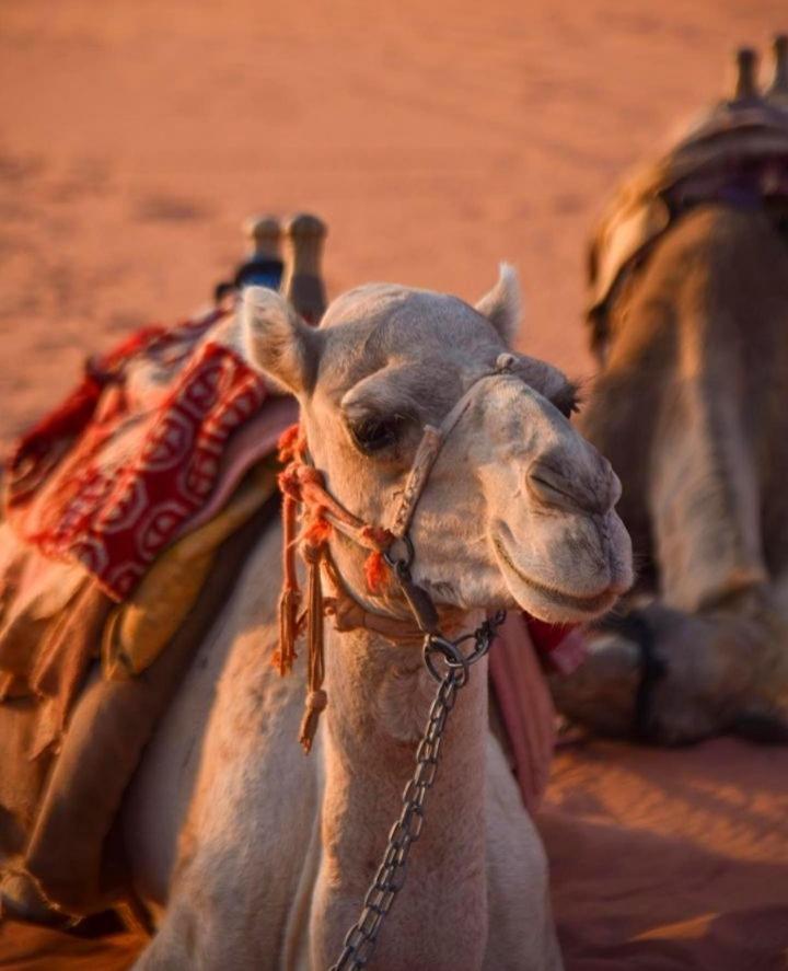 Hidden Wadi Rum Camp Екстер'єр фото