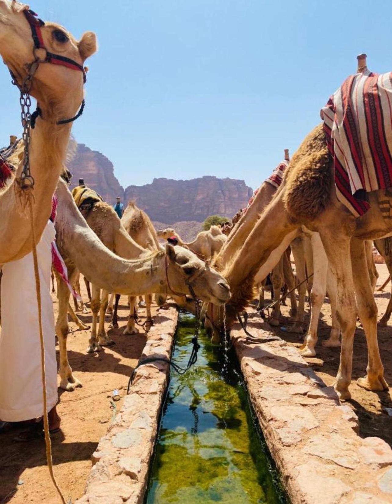 Hidden Wadi Rum Camp Екстер'єр фото