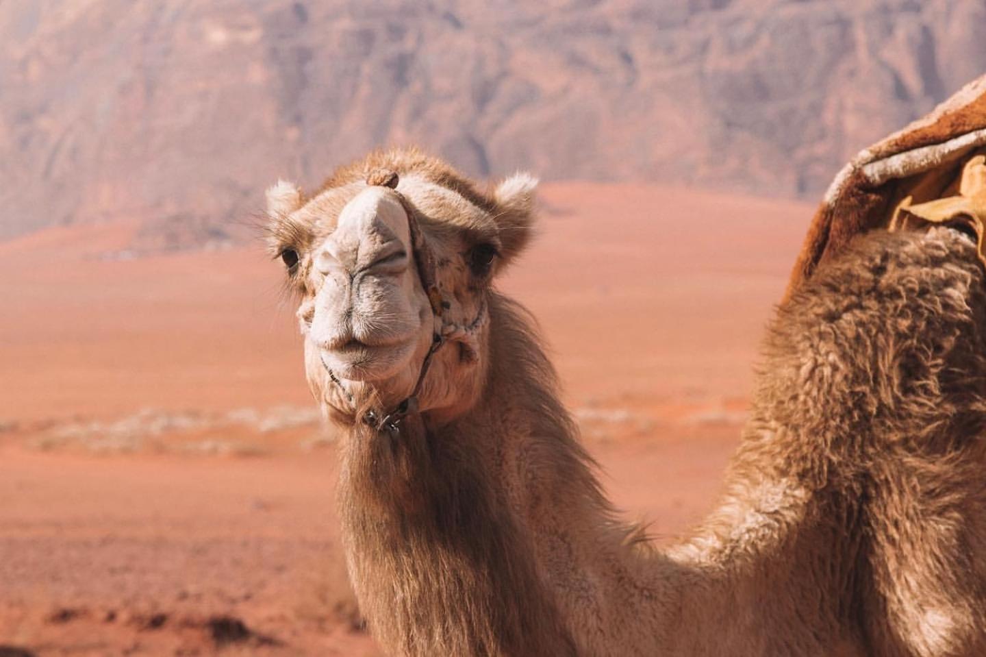 Hidden Wadi Rum Camp Екстер'єр фото